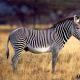 ​35 интересных и удивительных фактов о зебрах