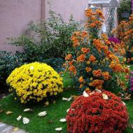 Хризантемы в саду: причины проблем с цветением Почему не цветет хризантема на улице
